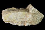 Rough, Agatized Dinosaur Bone - Colorado #142530-1